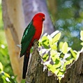 Australian King Parrot (Alisterus scapularis)