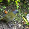 Rufous-naped Bellbird (Aleadryas rufinucha)
