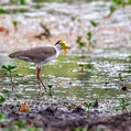 Masked Lapwing (Vanellus miles)
