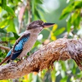 Blue-winged Kookaburra (Dacelo leachii)