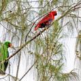 Eclectus Parrot (Eclectus roratus)