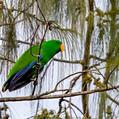Eclectus Parrot (Eclectus roratus)