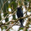 Spangled Drongo (Dicrurus bracteatus)