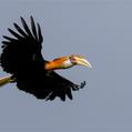Blyth's Hornbill (Rhyticeros plicatus)
