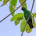 Eclectus Parrot (Eclectus roratus)