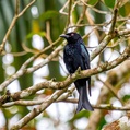 Spangled Drongo (Dicrurus bracteatus)