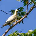 Yellowish Imperial Pigeon (Ducula subflavescens)