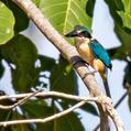 Melanesian Kingfisher (Todiramphus tristrami)