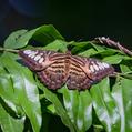 Clipper (Parthenos sylvia)