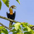 Blyth's Hornbill (Rhyticeros plicatus)