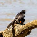 Willie Wagtail (Rhipidura leucophrys)