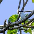 White-mantled Kingfisher (Todiramphus albonotatus)