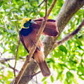 Raggiana Bird-of-paradise (Paradisaea raggiana)