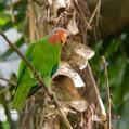 Red-cheeked Parrot (Geoffroyus geoffroyi)