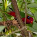 Papuan Lorikeet (Charmosyna papou)