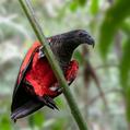 Pesquet's Parrot (Psittrichas fulgidus)