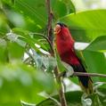 Purple-bellied Lory (Lorius hypoinochrous)