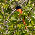 Scarlet Minivet (Pericrocotus speciosus)