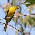 Scarlet Minivet (Pericrocotus speciosus)