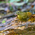 White-tailed Robin (Myiomela leucura)