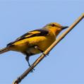 Scarlet Minivet (Pericrocotus speciosus)