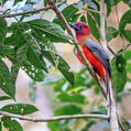 Red-headed Trogon (Harpactes erythrocephalus)