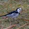 White Wagtail (Motacilla alba)