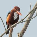 White-throated Kingfisher (Halcyon smyrnensis)