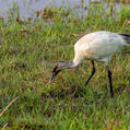 Black-headed Ibis (Threskiornis melanocephalus)