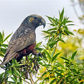 New Zealand Kaka (Nestor meridionalis)