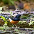 White-rumped Shama (Copsychus malabaricus)