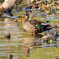 Indian Spot-billed Duck (Anas poecilorhyncha)