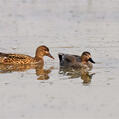 Gadwall (Mareca strepera)