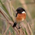 Siberian Stonechat (Saxicola maurus)