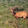 Barasingha (Rucervus duvaucelii)