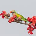 Red-breasted Parakeet (Psittacula alexandri)