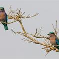 Indian Roller (Coracias benghalensis)