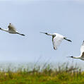 Royal Spoonbill (Platalea regia)