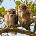 Spotted Owlet (Athene brama)