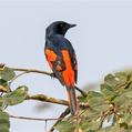 Scarlet Minivet (Pericrocotus speciosus)