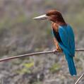 White-throated Kingfisher (Halcyon smyrnensis)
