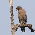 Crested Serpent Eagle (Spilornis cheela)