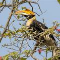 Great Hornbill (Buceros bicornis)