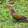 Pacific Emerald Dove (Chalcophaps longirostris)