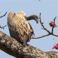 Slender-billed Vulture (Gyps tenuirostris)