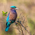 Indian Roller (Coracias benghalensis)