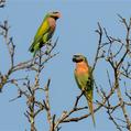 Red-breasted Parakeet (Psittacula alexandri)