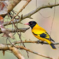 Black-hooded Oriole (Oriolus xanthornus)