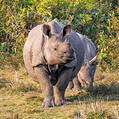 Indian Rhinoceros (Rhinoceros unicornis)