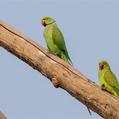 Rose-ringed Parakeet (Psittacula krameri)